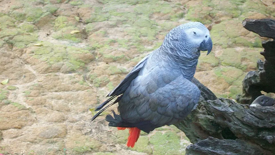 ببغاء أفريقي رمادي