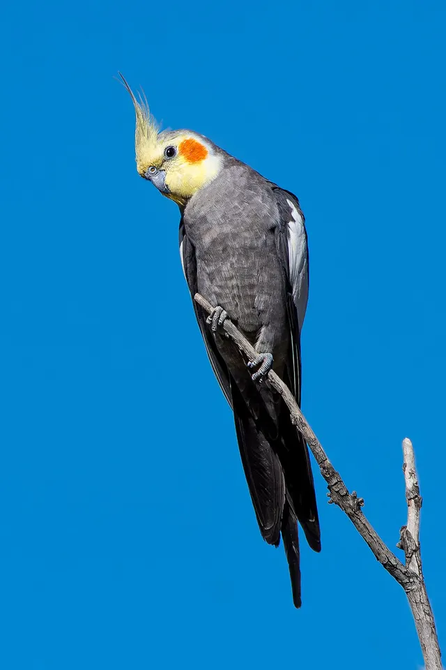 كوكاتيل (كروان)