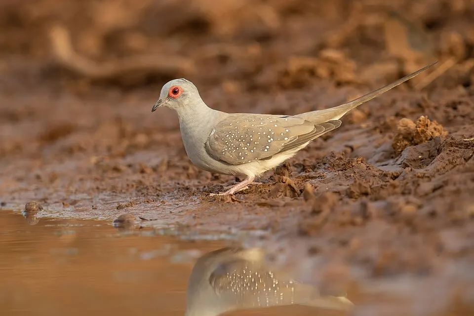 يمامة ماسية