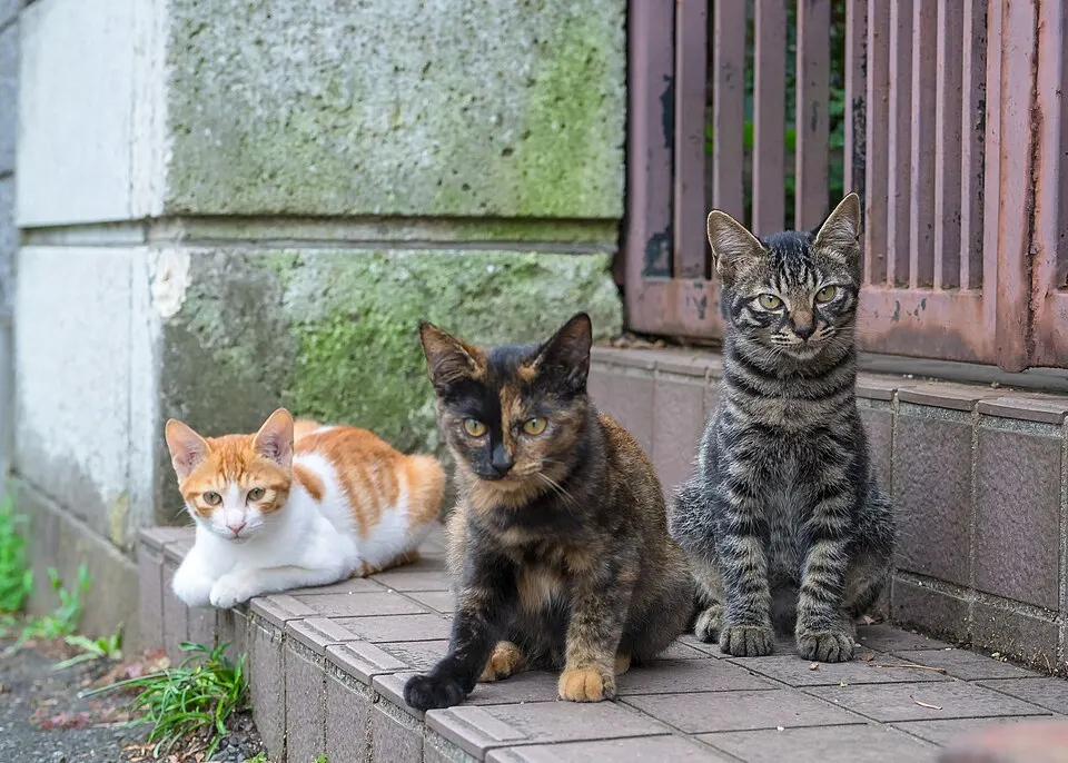 Domestic Shorthair