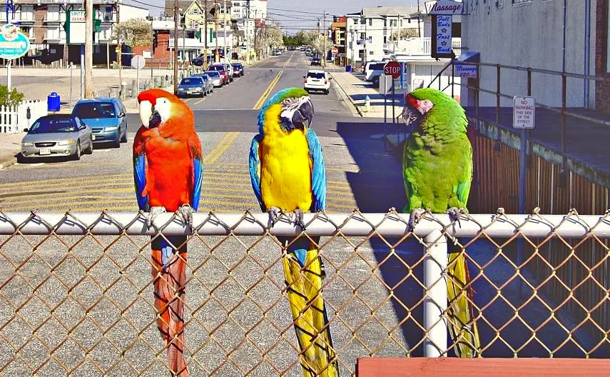 مكاو