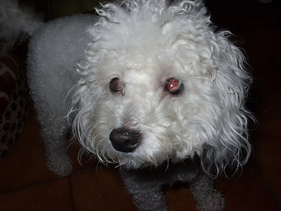 Toy Poodle