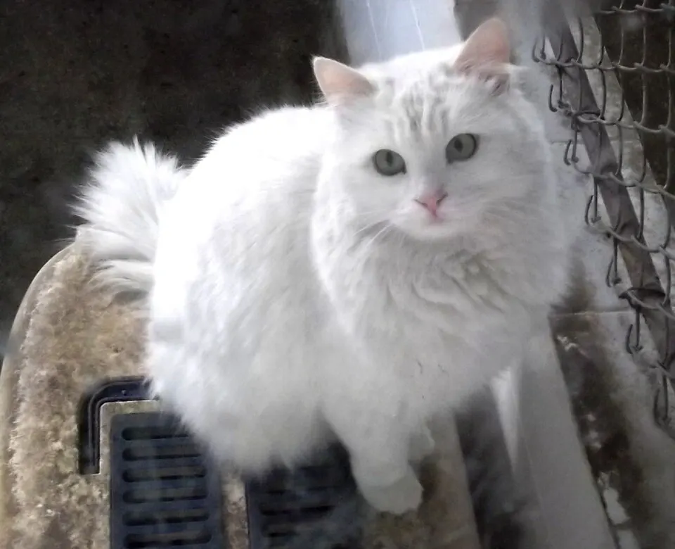 Turkish Angora