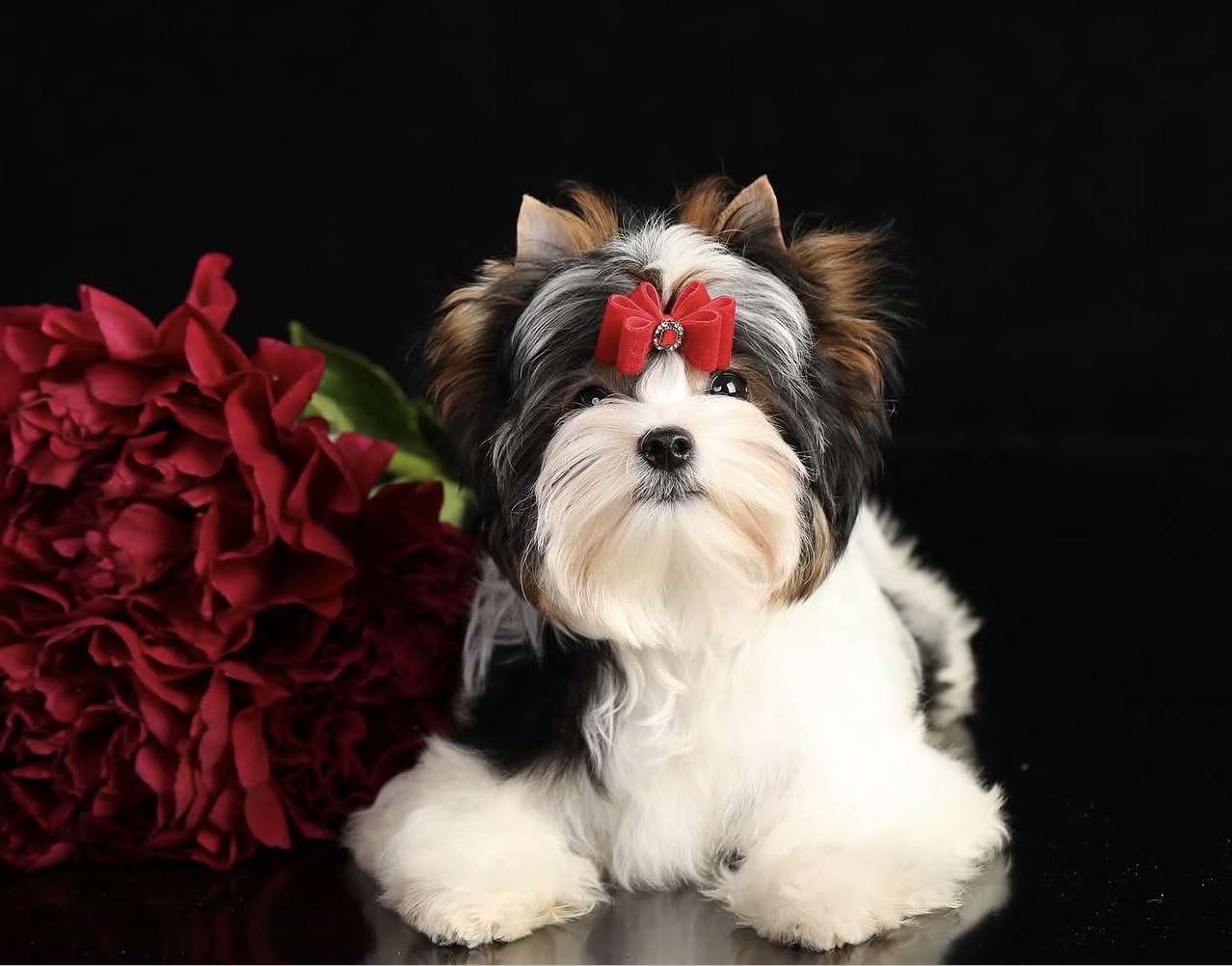 Biewer Terrier Puppies for sale 