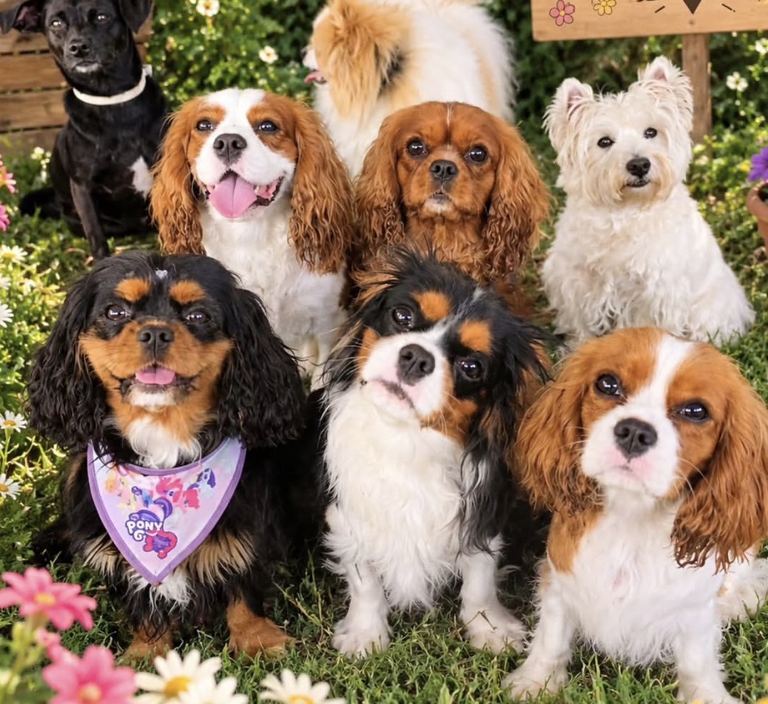 Cavalier King Charles Spaniel For Sale 